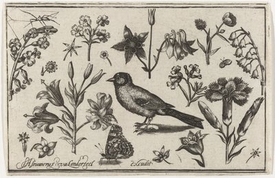 Blomster, sommerfugl og en fugl Fugle, blomster, insekter etc. (serietitel) af Nicolaes de Bruyn (possibly)