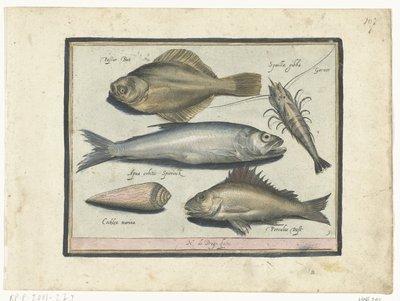 Skrubbe, rejer, smelt og pos Libelivs diverse Genera piscium complectens (serietitel) Ferskvandsfisk, havfisk, frøer, krebsdyr og havdyr (serietitel) af Nicolaes de Bruyn