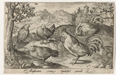 Tre høns og to haner Fugle og insekter (serietitel) af Nicolaes de Bruyn