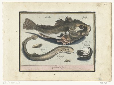 Poon, prik og sneglehus Libelivs diverse Genera piscium complectens (serietitel) Ferskvandsfisk, havfisk, frøer, krebsdyr og havdyr (serietitel) af Nicolaes de Bruyn