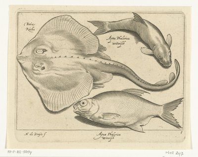 Rokke, brasen og hvidfisk Libelivs diverse Genera piscium complectens (serietitel) Ferskvandsfisk, havfisk, frøer, krebsdyr og havdyr (serietitel) af Nicolaes de Bruyn
