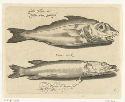 Kuller og gedde Libelivs diverse Genera piscium complectens (serietitel) Ferskvandsfisk, havfisk, frøer, krebsdyr og havdyr (serietitel) af Nicolaes de Bruyn