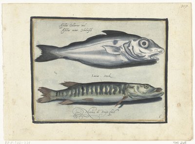 Kuller og gedde Libelivs diverse Genera piscium complectens (serietitel) Ferskvandsfisk, havfisk, frøer, krebsdyr og havdyr (serietitel) af Nicolaes de Bruyn