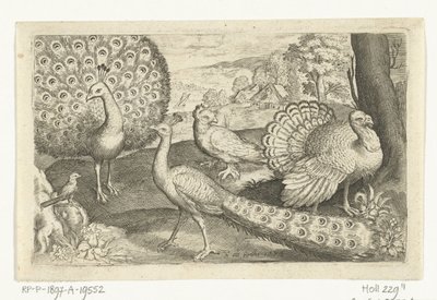 To påfugle og kalkun Fugle og insekter (serietitel) af Nicolaes de Bruyn