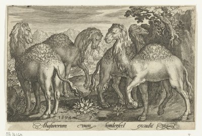 Fire dromedarer Animalivm qvadrvpedvm (serietitel) Dyr i landskaber (serietitel) af Nicolaes de Bruyn