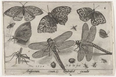 Sommerfugle og guldsmede Fugle og insekter (serietitel) af Nicolaes de Bruyn