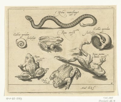 Vandslange, frøer og tudser Libelivs diverse Genera piscium complectens (serietitel) Ferskvandsfisk, havfisk, frøer, krebsdyr og havdyr (serietitel) af Nicolaes de Bruyn