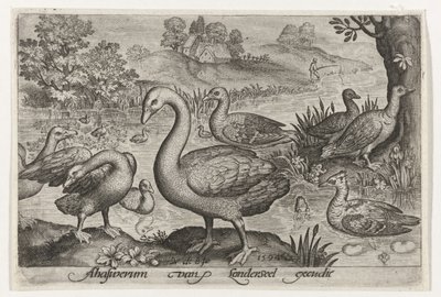 Svane og gæs og ænder ved vandet Fugle og insekter (serietitel) af Nicolaes de Bruyn