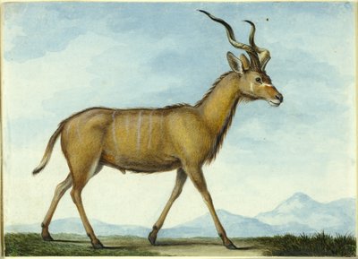 En Kudu af Nicolas Hüet the Younger