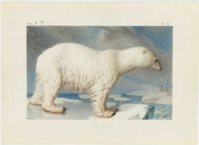 Isbjørn, 1796. af Nicolas Maréchal