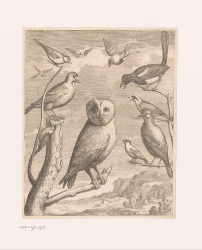 Ugle og andre fugle Alouco Hibou (titel på objekt) Fugle fra Versailles Zoo (serietitel) af Nicolas Robert (possibly)