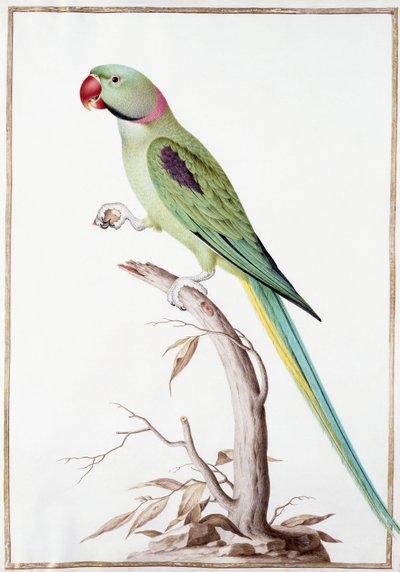 Alexandrine Parakit af Nicolas Robert