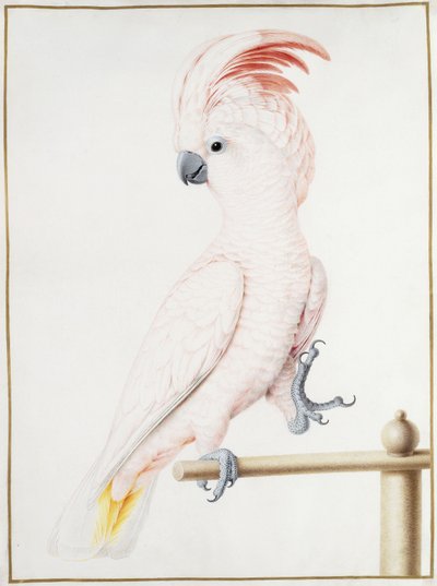 Major Mitchells kakadue af Nicolas Robert