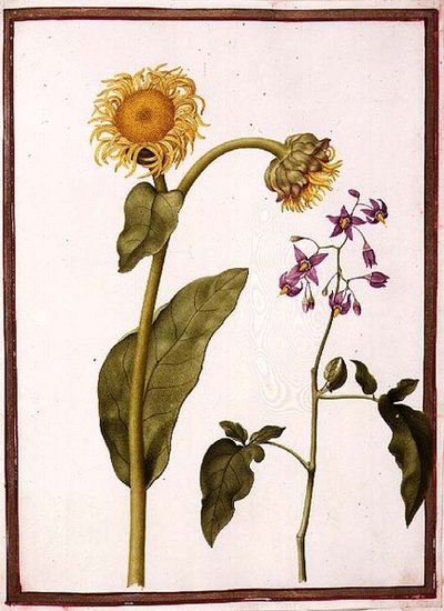 PD.109-1973.f11 (LtoR) Inula Helenium Decampanr og Solanum dulcamara (bittersød) (akvarel på pergament) af Nicolas Robert