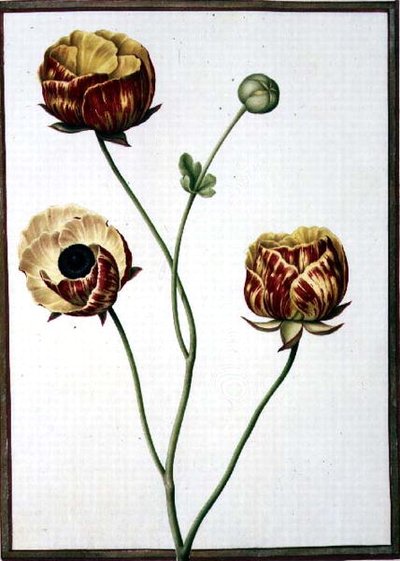 PD.109-1973.f6 Ranunculus Asiaticus (akvarel på vellum) af Nicolas Robert