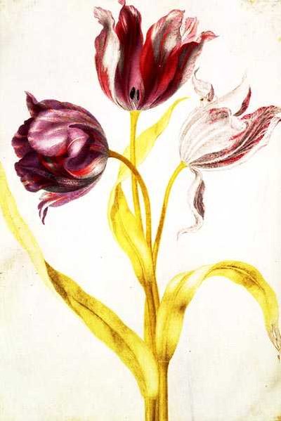 Tulipaner, ca. 1675 (gouache på vellum) af Nicolas Robert