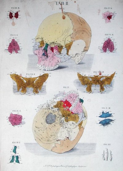Kraniets knogler, fra 