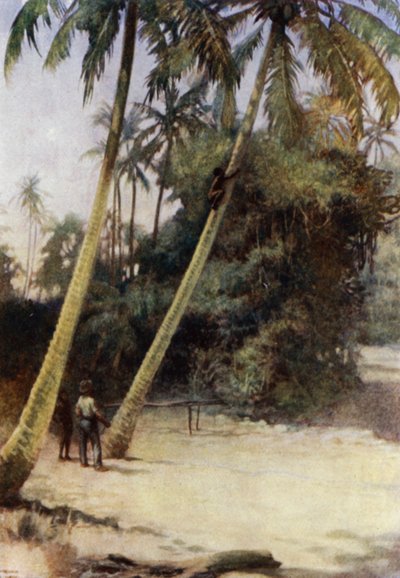 Solomon Island Boy klatrer efter grønne kakaonødder nær Gavutu, New Florida (farve litho) af Norman Hardy