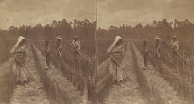 Hoeing Rice, 1876-1888. af O. Pierre Havens
