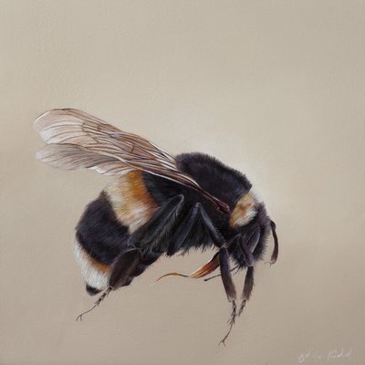 Bombus terrestis 8, 2013 (akryl på træ) af Odile Kidd