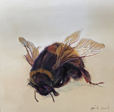 Bombus terrestris 10, 2013 (akryl på træ) af Odile Kidd