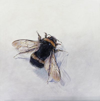Bombus terrestris 11 (akryl på gessobehandlet træ) af Odile Kidd