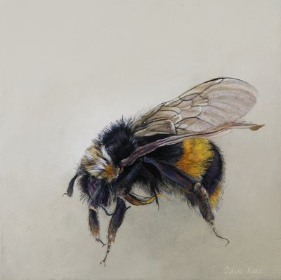 Bombus terrestris 1 (a), 2008 (akryl på træ) af Odile Kidd