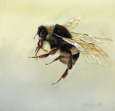 Bombus terrestris 4, 2011 (akryl på træ) af Odile Kidd