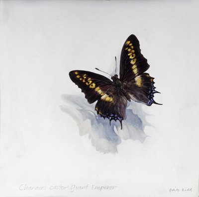 Charaxes castor, kæmpe kejser, 2014 (akryl på bejdset træ) af Odile Kidd