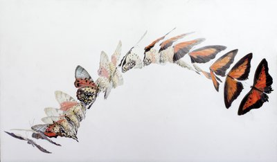 Charaxes zingha flyvemønster, 2016 (akryl på gessobehandlet træ) af Odile Kidd