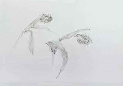 Estella rijnveld 2, 2017 (blyant på patronpapir) af Odile Kidd
