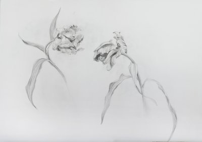 Estella rijnveld 3, 2017 (blyant på patronpapir) af Odile Kidd