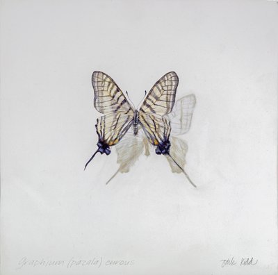 Graphium (Pazala) eurosus, 2014 (akryl på gessobehandlet træ) af Odile Kidd