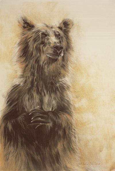 Grizzly Bear 1, 2002 (kulblyant, trækul og kridt) af Odile Kidd