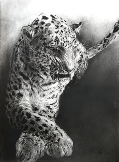 Panthera pardus 1, 2009 (kul  conte på Fabriano-papir) af Odile Kidd