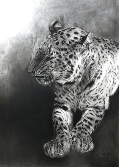 Panthera pardus 2, 2009 (kul  conte på Fabriano-papir) af Odile Kidd