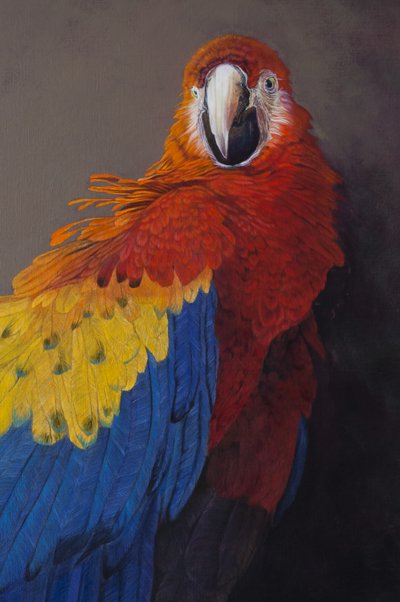 Scarlet macaw 3 (detalje), 2014 (akryl på linned) af Odile Kidd