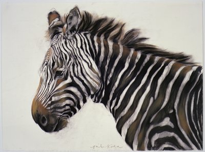 Zebra, 2002 (trækul og kridt) af Odile Kidd