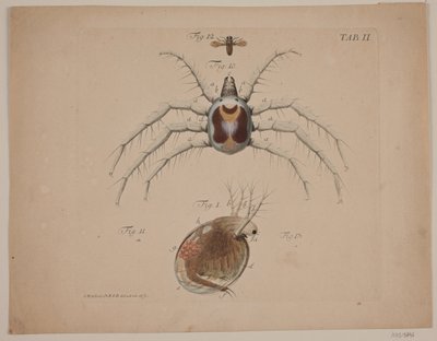 Insekter. Tavle II af zoologisk værk af Odvardt Helmoldt de Lode