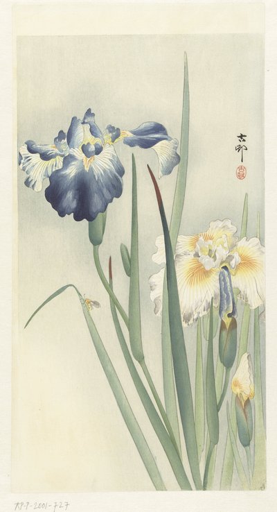 iris af Ohara Koson