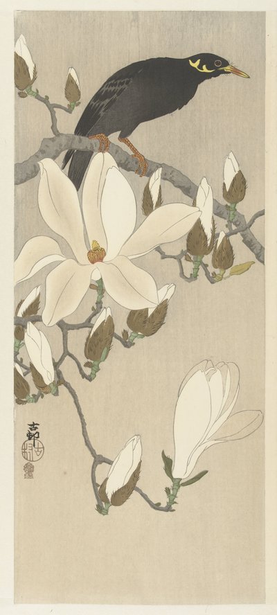 Myna på Magnolia Branch af Ohara Koson