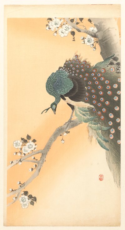 Påfugl i et kirsebærtræ af Ohara Koson