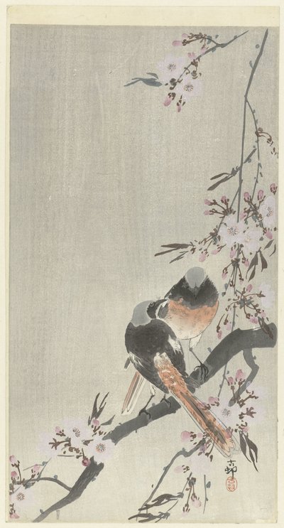 To siegel rødstarter med kirsebærblomst af Ohara Koson