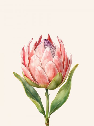 Pink Protea-blomst af Ohkimiko