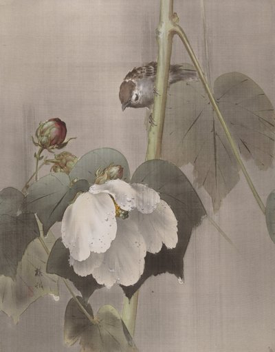 Bomuld Rose Mallows in the Rain, ca. 1891-92. af Okada Baison