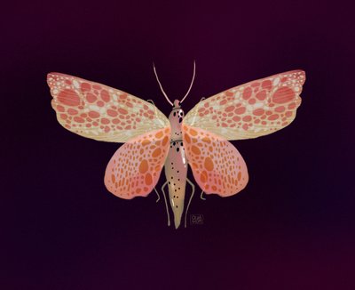 Lyserød-orange plettet møll af Olga Skomorokhova