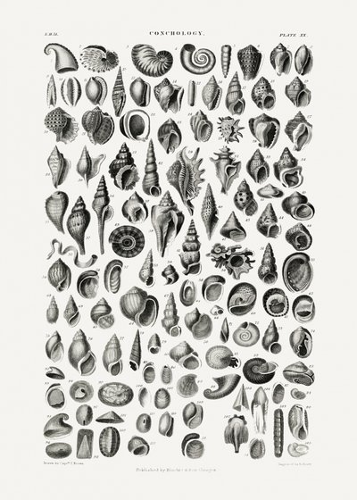 Sealife III af Oliver Goldsmith