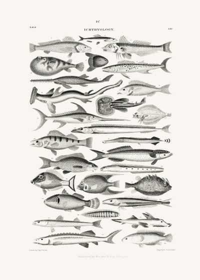 Sealife I af Oliver Goldsmith