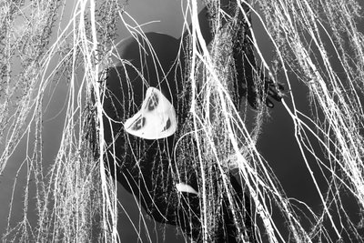 Ladra, 2023 (digitale blandede medier) af Olivia Gozzano