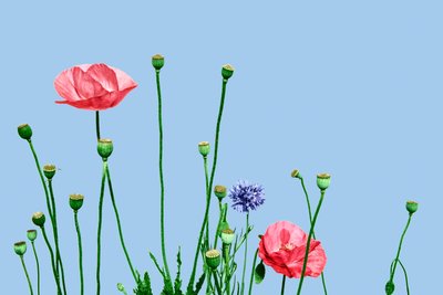 Papaveri rosa, 2019 (digital mixed media) af Olivia Gozzano